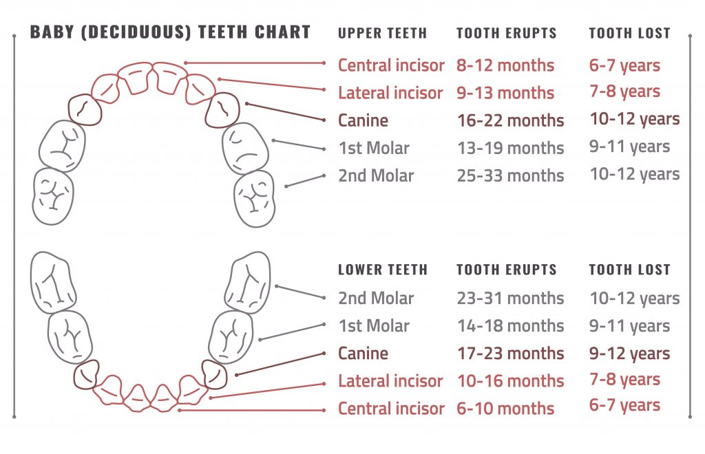 Eruption Chart for Baby Teeth