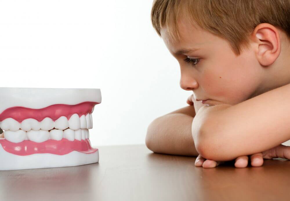 A child curiously observes a large dental model with pink gums and white teeth on a wooden surface.
